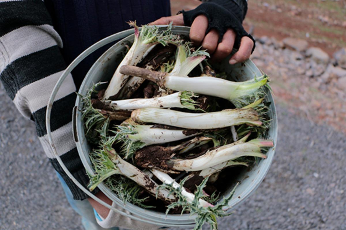 D&uuml;nyanın en pahalı sakızı: Kendiliğinden yetişiyor, kilosu 10 bin lirayı buluyor! 3