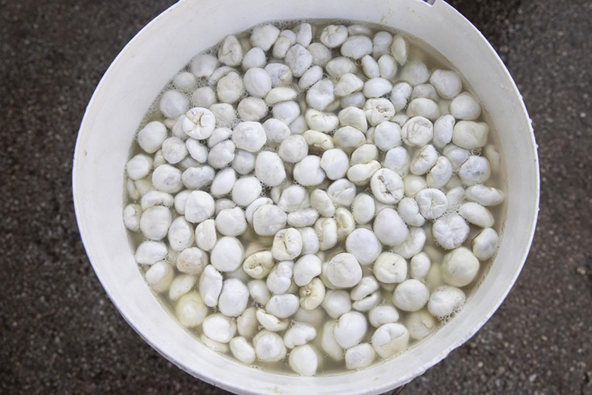 D&uuml;nyanın en pahalı sakızı: Kendiliğinden yetişiyor, kilosu 10 bin lirayı buluyor! 4