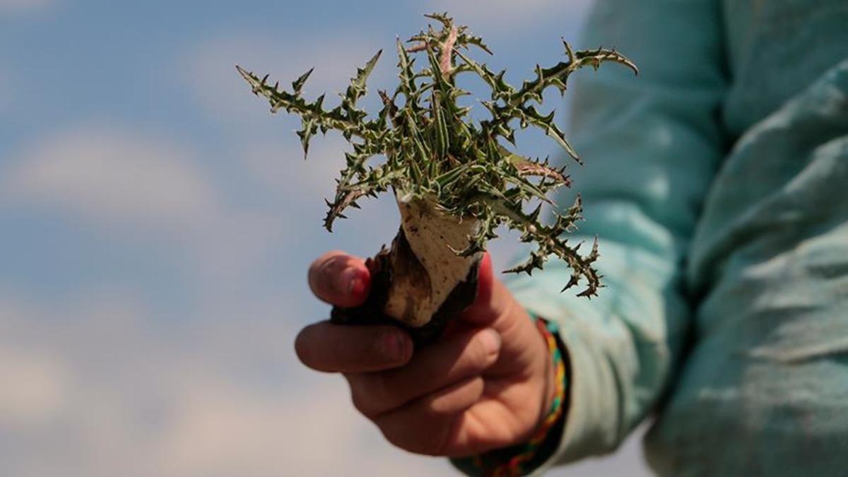 D&uuml;nyanın en pahalı sakızı: Kendiliğinden yetişiyor, kilosu 10 bin lirayı buluyor! 5
