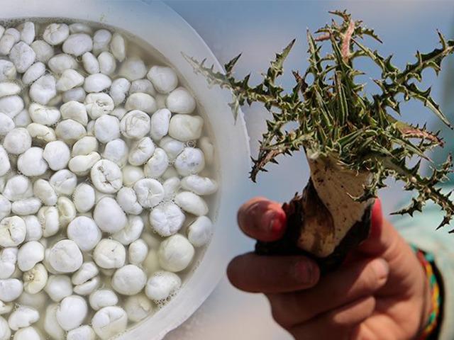 D&uuml;nyanın en pahalı sakızı: Kilosu 10 bin lirayı buluyor!