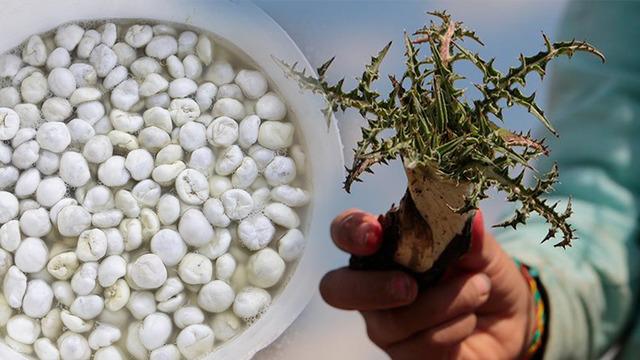 Dünyanın en pahalı sakızı: Kendiliğinden yetişiyor, kilosu 10 bin lirayı buluyor!