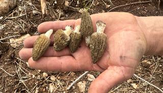 Yanan ormanlık alanda ortaya &ccedil;ıktı! 'Doğanın eti'