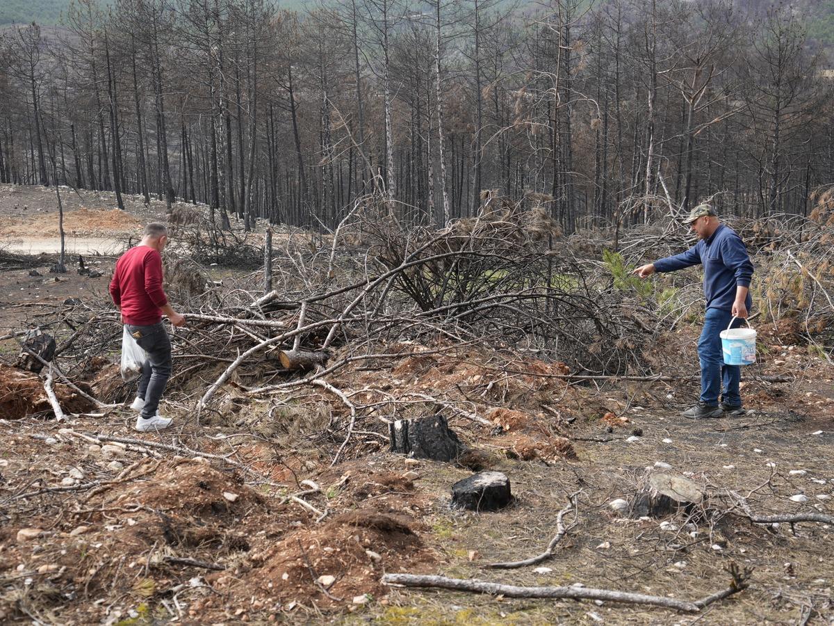 Yanan ormanlık alanda ortaya &ccedil;ıktı! K&ouml;yl&uuml;lerin gelir kaynağı oldu 3