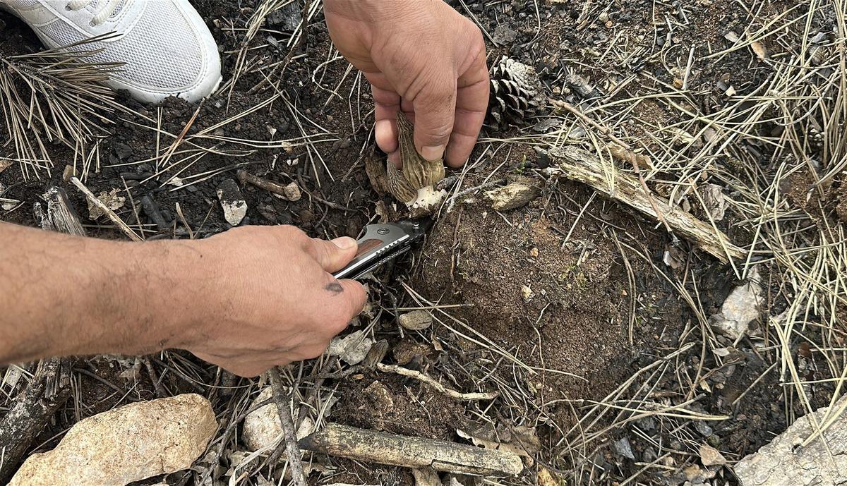 Yanan ormanlık alanda ortaya &ccedil;ıktı! K&ouml;yl&uuml;lerin gelir kaynağı oldu 4