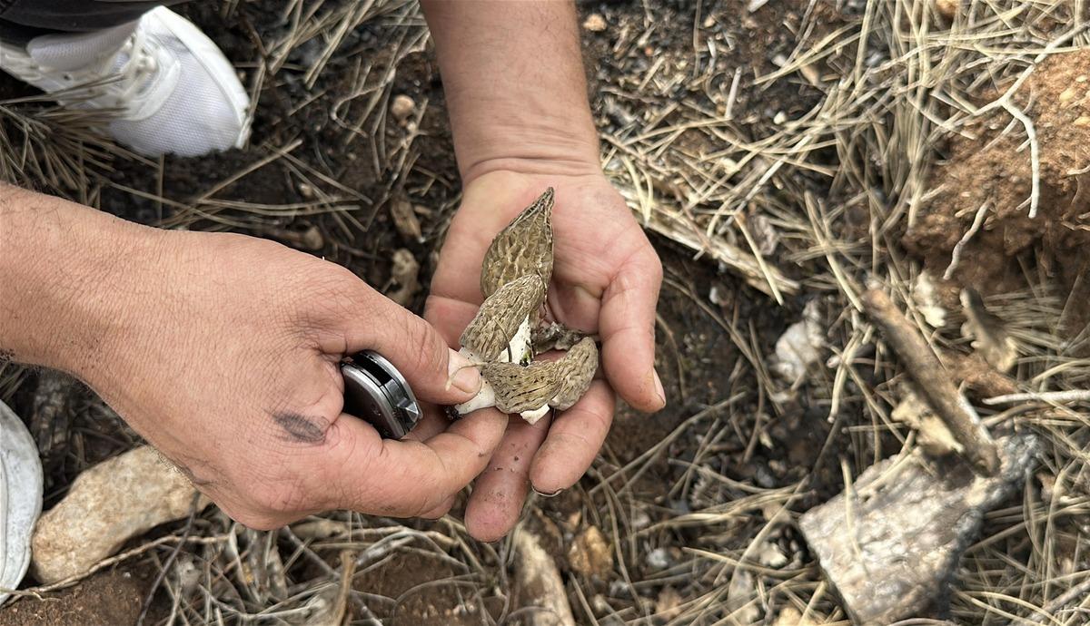 Yanan ormanlık alanda ortaya &ccedil;ıktı! K&ouml;yl&uuml;lerin gelir kaynağı oldu 1