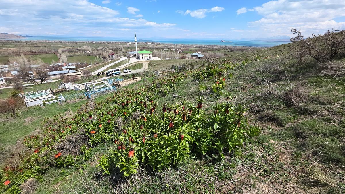 20 g&uuml;nl&uuml;k g&uuml;zellik! G&ouml;rmek i&ccedil;in İngiltere den Van a geldi 4
