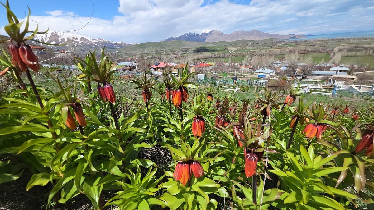 20 g&uuml;nl&uuml;k g&uuml;zellik! G&ouml;rmek i&ccedil;in İngiltere den Van a geldi 5
