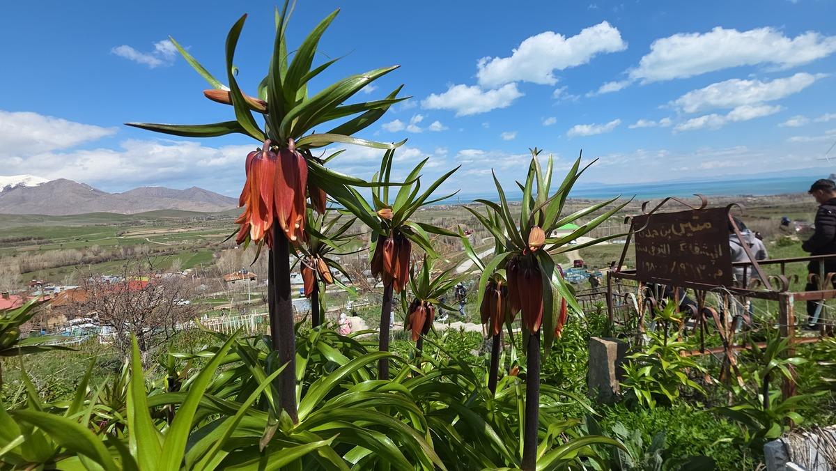 20 g&uuml;nl&uuml;k g&uuml;zellik! G&ouml;rmek i&ccedil;in İngiltere den Van a geldi 3