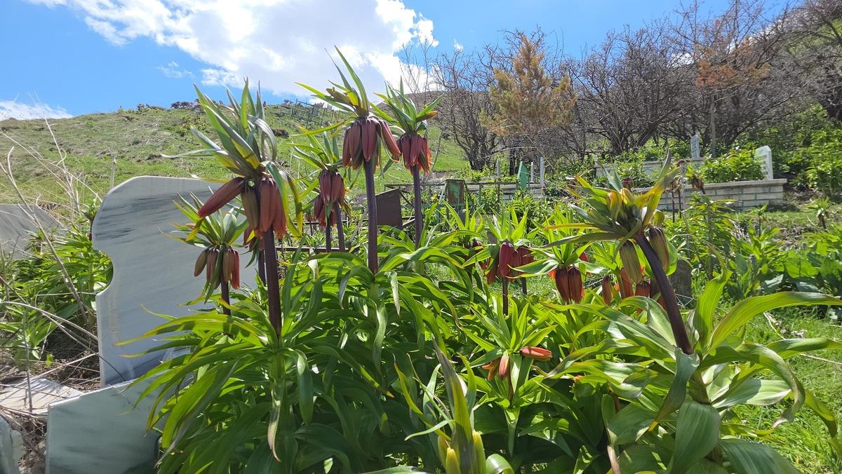 20 g&uuml;nl&uuml;k g&uuml;zellik! G&ouml;rmek i&ccedil;in İngiltere den Van a geldi 2