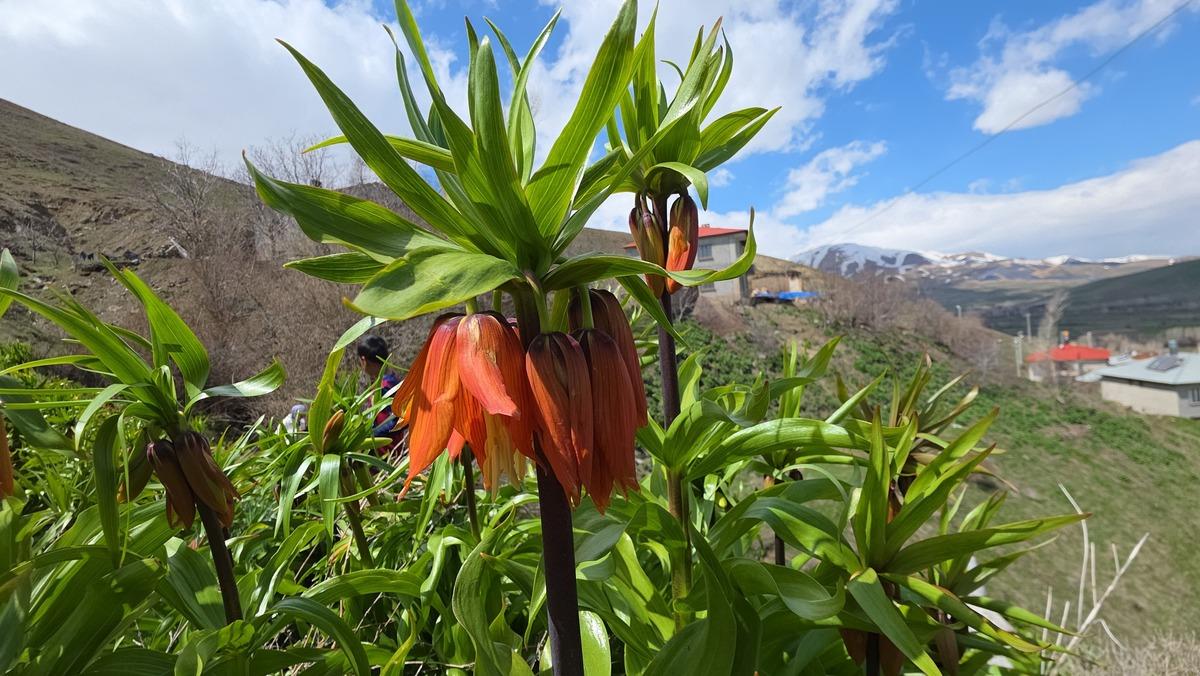 20 g&uuml;nl&uuml;k g&uuml;zellik! G&ouml;rmek i&ccedil;in İngiltere den Van a geldi 1