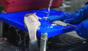 Muğla'dan yılın ilk &ccedil;eyreğinde 198 milyon dolarlık balık ihracatı yapıldı