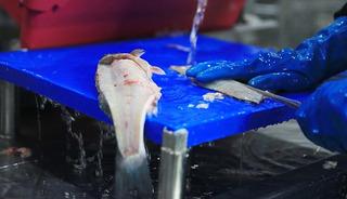 Muğla'dan yılın ilk &ccedil;eyreğinde 198 milyon dolarlık balık ihracatı yapıldı