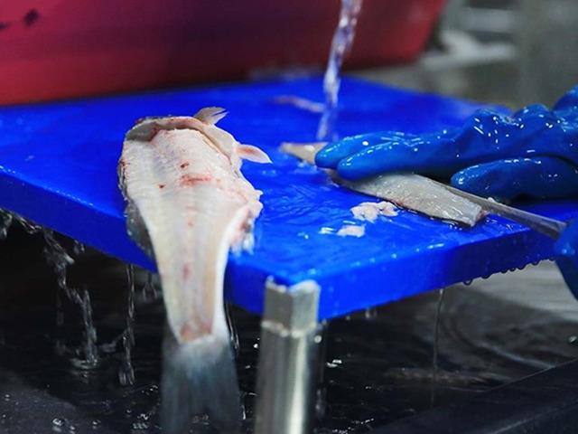 Muğla'dan yılın ilk &ccedil;eyreğinde 198 milyon dolarlık balık ihracatı yapıldı