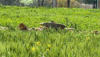 T&uuml;rkiye&rsquo;de nesli tehlike altında olan &rsquo;kızıl sincap&rsquo; &ccedil;ağla yerken g&ouml;r&uuml;nt&uuml;lendi