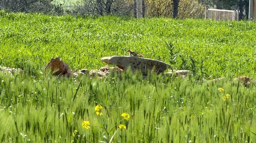 T&uuml;rkiye&rsquo;de nesli tehlike altında olan &rsquo;kızıl sincap&rsquo; &ccedil;ağla yerken g&ouml;r&uuml;nt&uuml;lendi