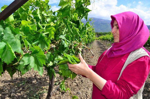 Manisa'da çiftçilerin asma yaprağı mesaisi