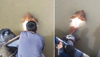 Bu sefer balık değil tosun yakaladılar