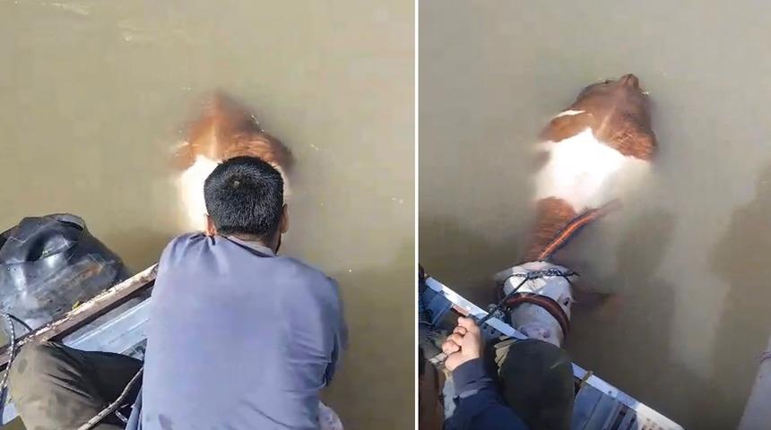 Bu sefer balık değil tosun yakaladılar