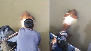 Bu sefer balık değil tosun yakaladılar