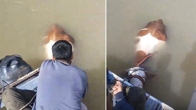 Bu sefer balık değil tosun yakaladılar