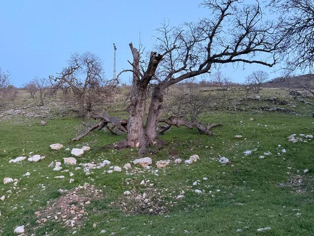 Mezar yeri bulundu! G&uuml;listan Doku aramasında  ter&ouml;r &ouml;rg&uuml;t&uuml;  ihtimali 1