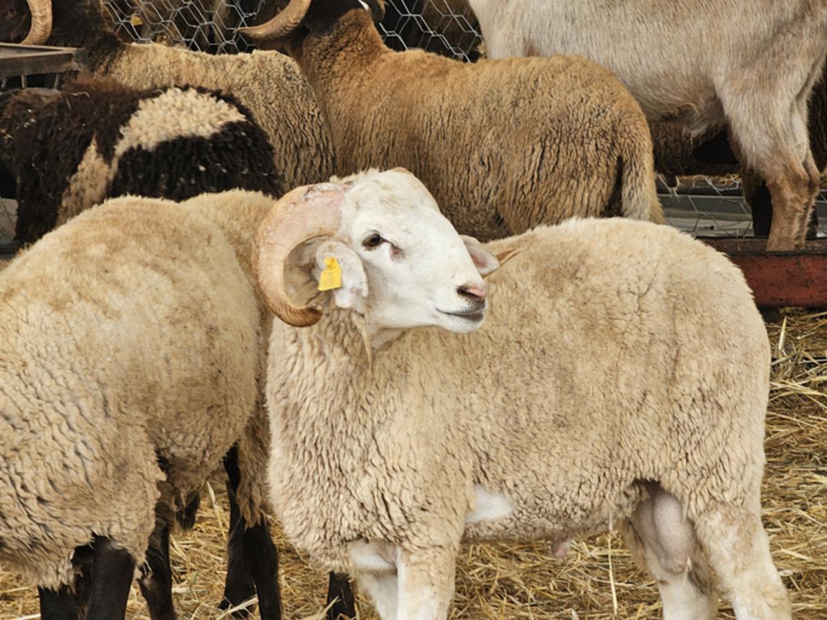 Bakanlık yasakladı! O b&ouml;lgeye kurbanlık hayvan giremeyecek 6