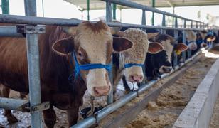 Bakanlık yasakladı! O b&ouml;lgeye kurbanlık hayvan giremeyecek