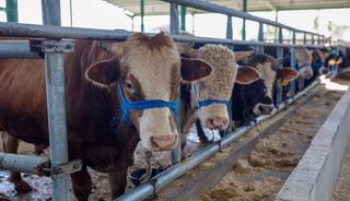 O b&ouml;lgeye kurbanlık hayvan giremeyecek