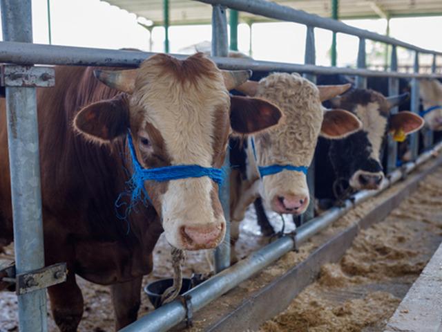 Bakanlık yasakladı! O b&ouml;lgeye kurbanlık hayvan giremeyecek