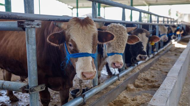Bakanlık yasakladı! O bölgeye kurbanlık hayvan giremeyecek