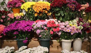 D&uuml;ğ&uuml;n sezonu &ouml;ncesi &ccedil;i&ccedil;ek&ccedil;ilerde yoğun mesai