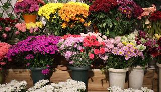 D&uuml;ğ&uuml;n sezonu &ouml;ncesi &ccedil;i&ccedil;ek&ccedil;ilerde yoğun mesai