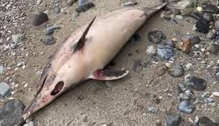 Trabzon'da esrarengiz yunus balığı &ouml;l&uuml;mleri: 1 ayda 3. vaka!