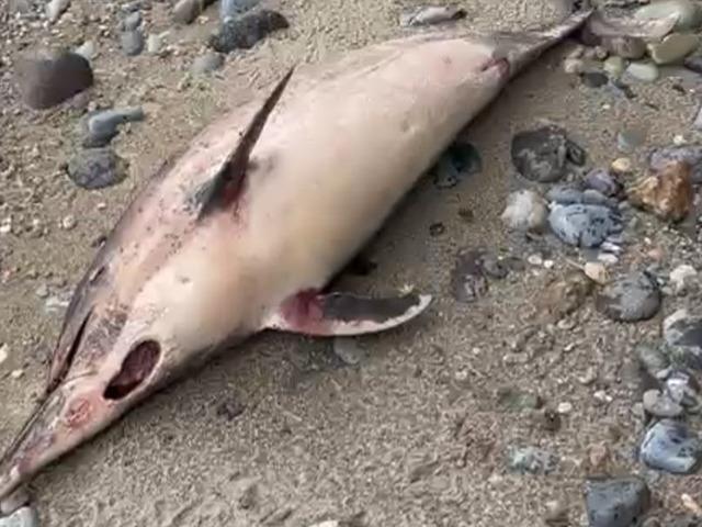 Trabzon'da esrarengiz yunus balığı &ouml;l&uuml;mleri: 1 ayda 3. vaka!