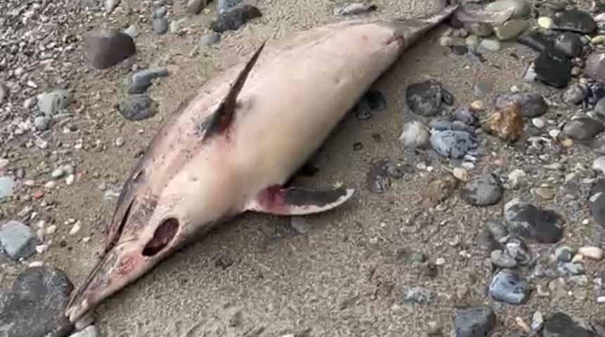 Trabzon'da esrarengiz yunus balığı &ouml;l&uuml;mleri: 1 ayda 3. vaka!