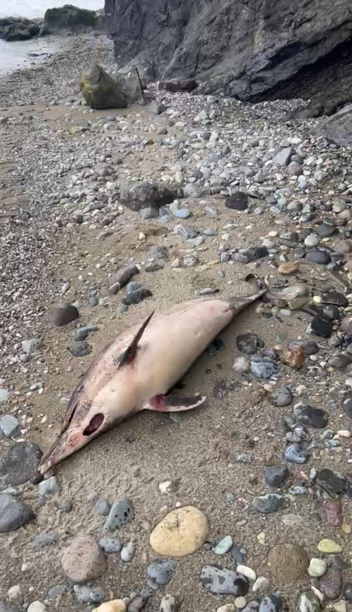 Trabzon da esrarengiz yunus balığı &ouml;l&uuml;mleri: 1 ayda 3. vaka! 1