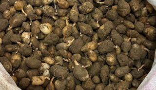 Nesli tehlike altındaki bitkinin yumrularını s&ouml;ken kişiye yarım milyonluk ceza