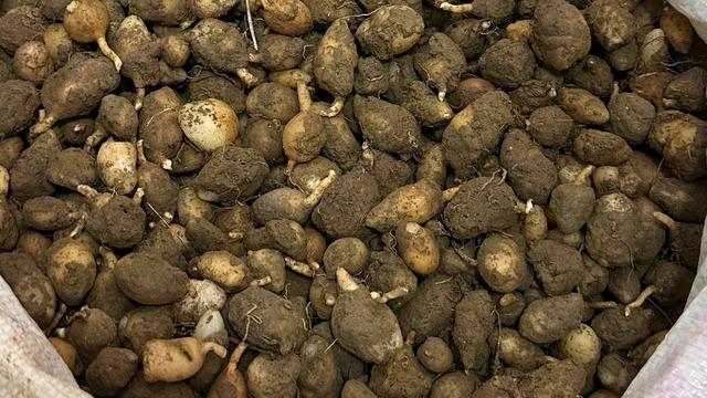 Nesli tehlike altındaki bitkinin yumrularını söken kişiye yarım milyonluk ceza