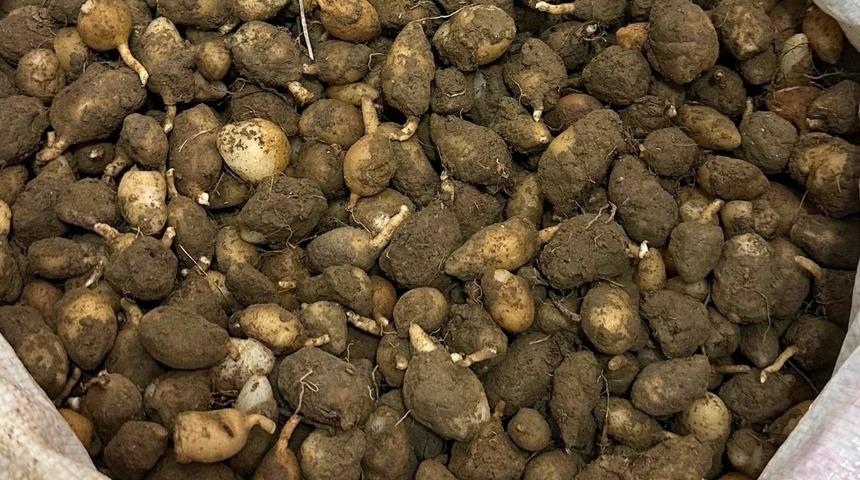 Nesli tehlike altındaki bitkinin yumrularını s&ouml;ken kişiye yarım milyonluk ceza