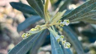 Salihli’de zeytin üreticilerine Zeytin Pamuklu Biti uyarısı