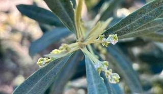 Salihli&rsquo;de zeytin &uuml;reticilerine "Zeytin Pamuklu Biti" uyarısı