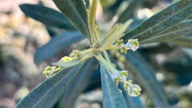 Salihli’de zeytin üreticilerine Zeytin Pamuklu Biti uyarısı