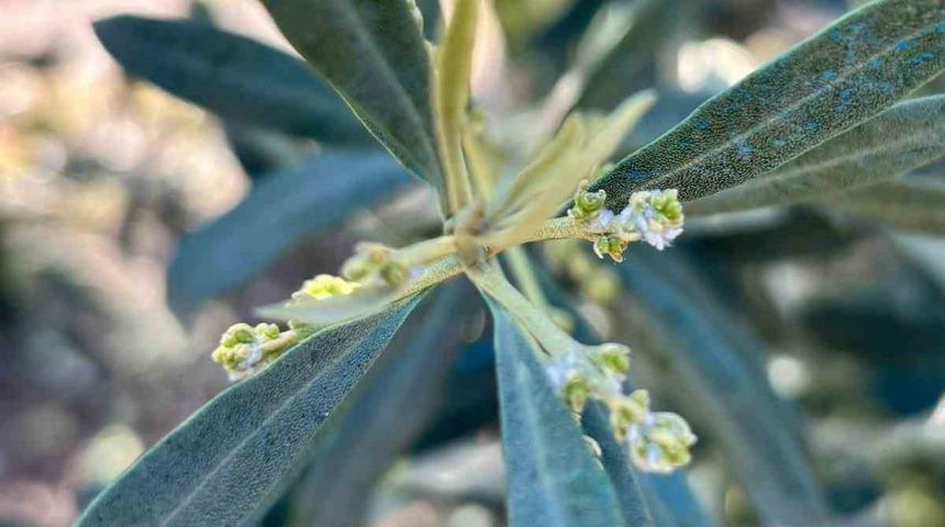 Salihli&rsquo;de zeytin &uuml;reticilerine "Zeytin Pamuklu Biti" uyarısı