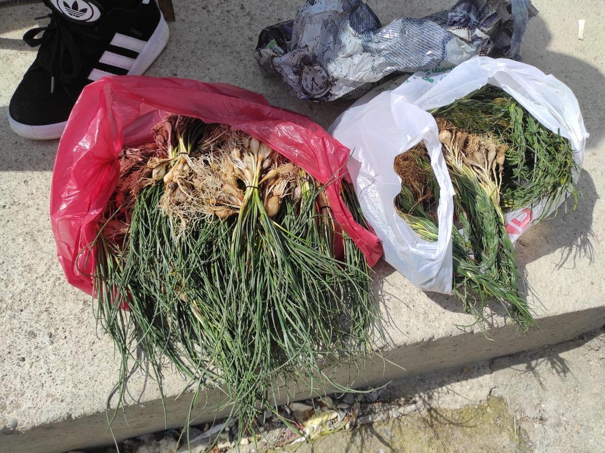 Kendiliğinden yetişen doğal hazine! Bu otu toplayan 15 bin liraya satıyor 1