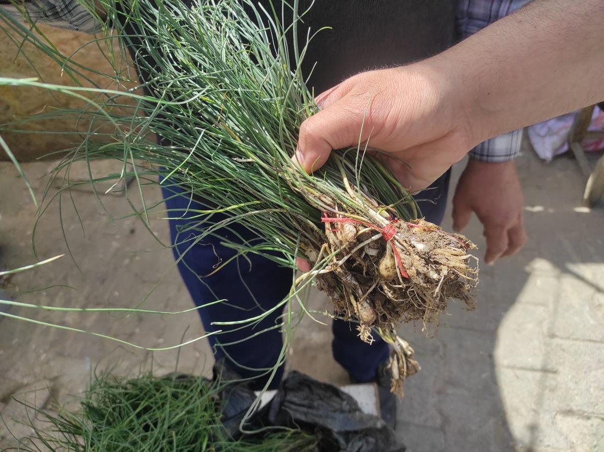 Kendiliğinden yetişen doğal hazine! Bu otu toplayan 15 bin liraya satıyor 2