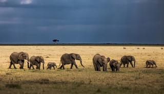 Milyoner iş insanını filler ezdi!