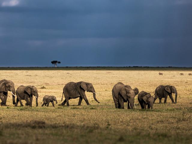 Milyoner iş insanını filler ezdi!