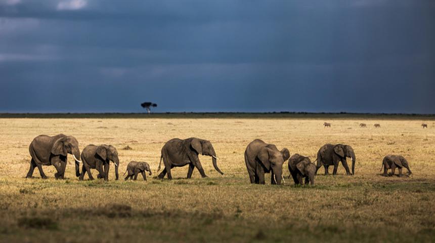 Milyoner iş insanını filler ezdi!