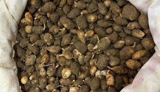 Bu bitkiyi s&ouml;kmek pahalıya patlıyor: Yarım milyonluk ceza!