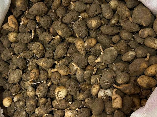 Nesli tehlike altında: Bu bitkiyi s&ouml;kmek pahalıya patlıyor!